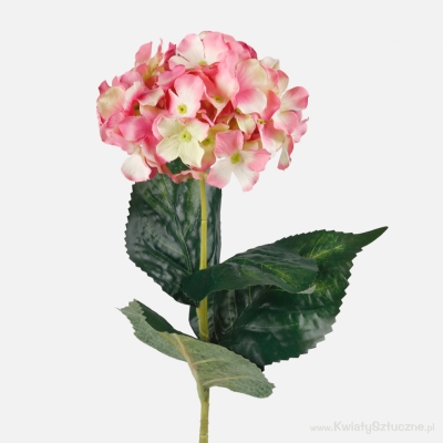 Hydrangea Cream Pink