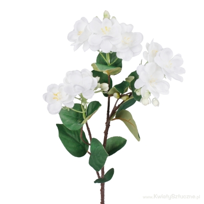 60cm White Jasmine Bush