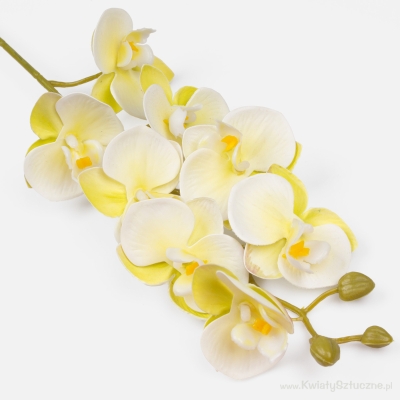 Cream Orchid