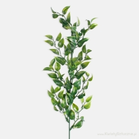 60cm Green Ruscus Stem A282