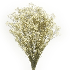 Dried Flowers